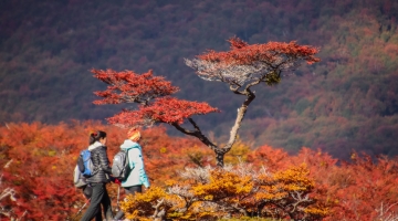 ¿Qué conocer durante el otoño en Ushuaia?