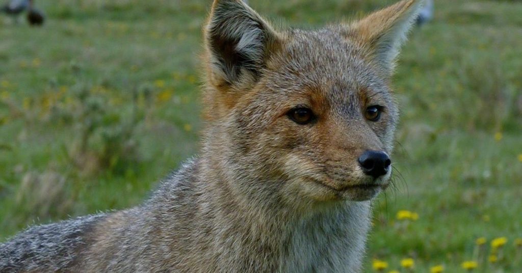 10 datos importantes para conocer el Parque Nacional Tierra del Fuego 04