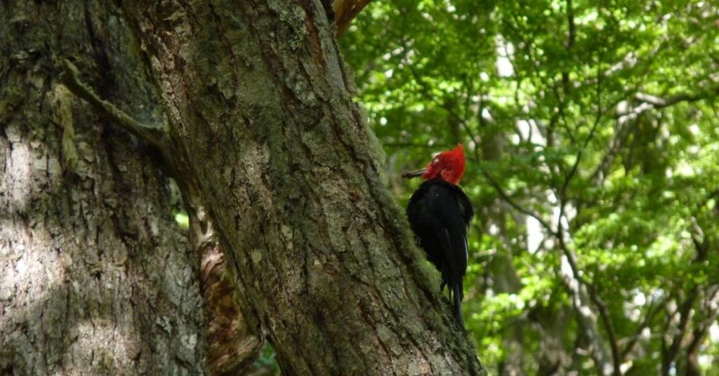 10 datos importantes para conocer el Parque Nacional Tierra del Fuego 05