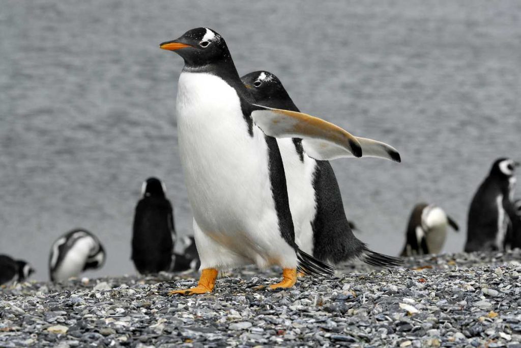 Curiosidades de los pingüinos que seguro no sabías 01 PORTADA