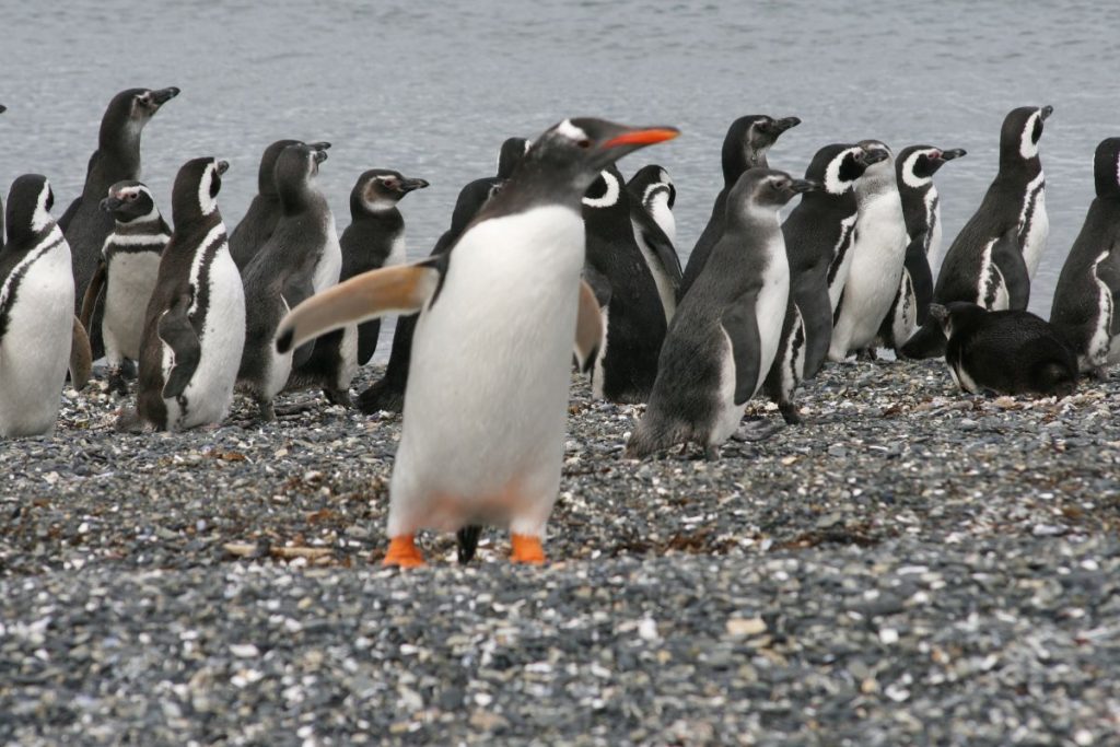 Curiosidades de los pingüinos que seguro no sabías 04