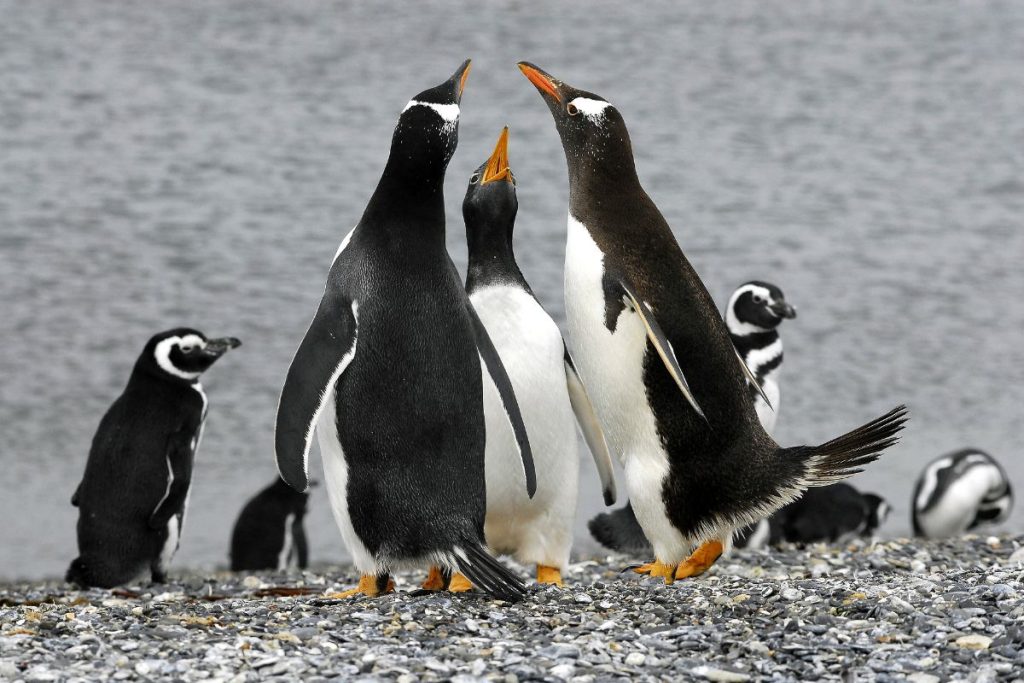 Curiosidades de los pingüinos que seguro no sabías 05