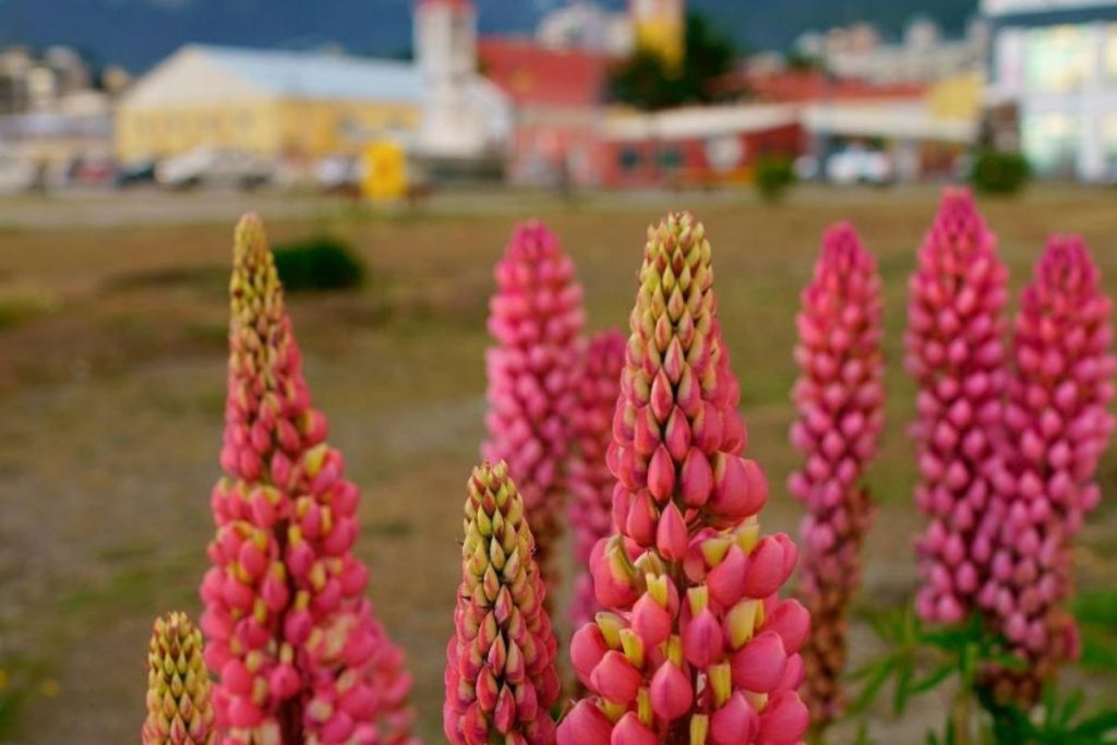 Lupinos portada