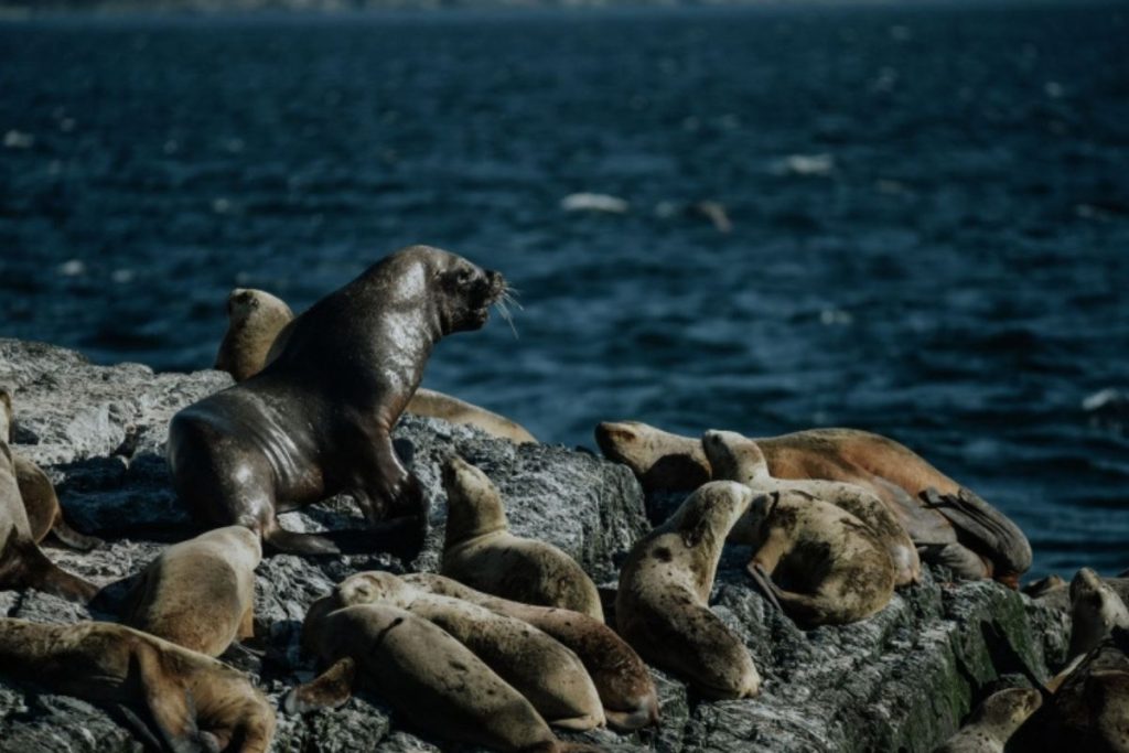 Navegacion canal beagle 3