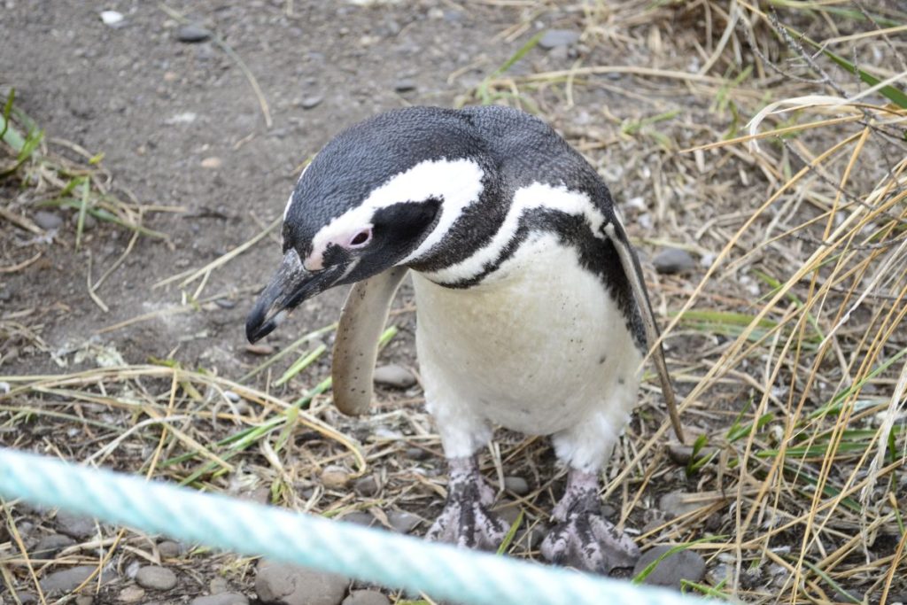 Pingüinos en Ushuaia Todo lo que tenés que saber 03