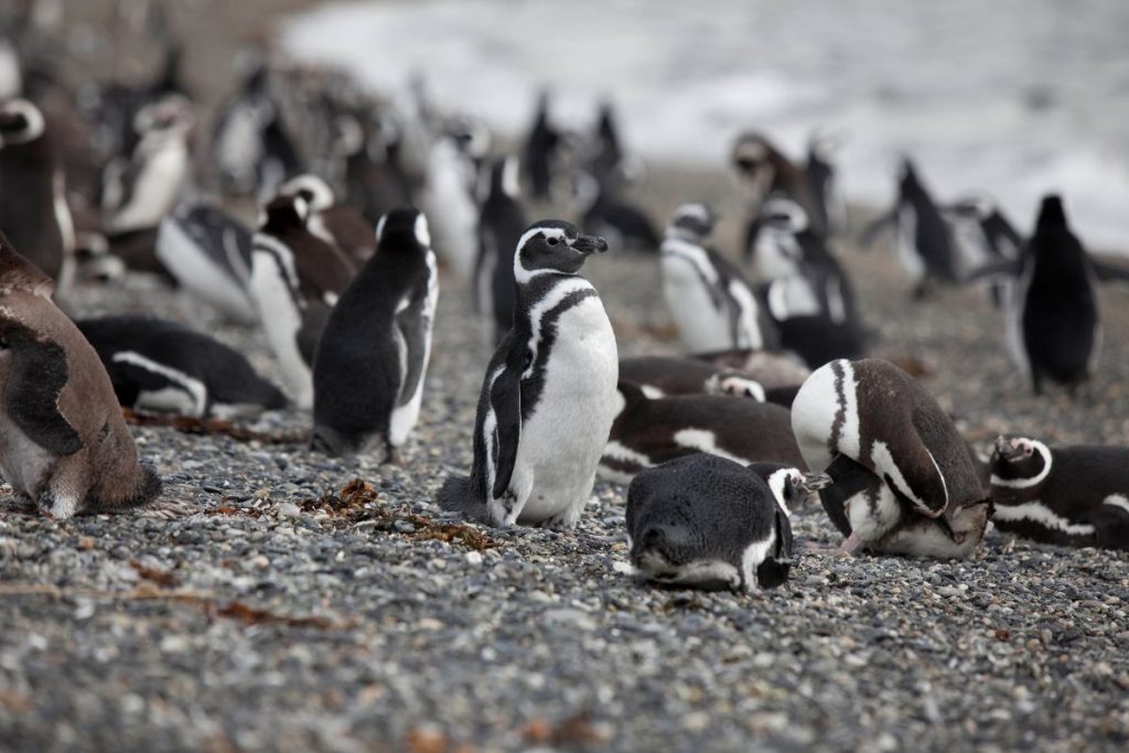 Pingüinos en Ushuaia Todo lo que tenés que saber PORTADA