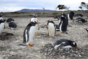 Qué tener en cuenta para planificar un viaje a Ushuaia 03