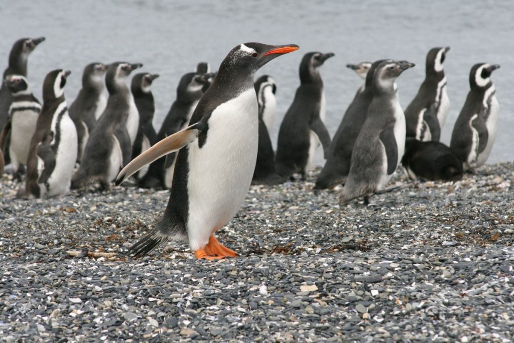 Temporada de Pingüinos en el fin del mundo 02