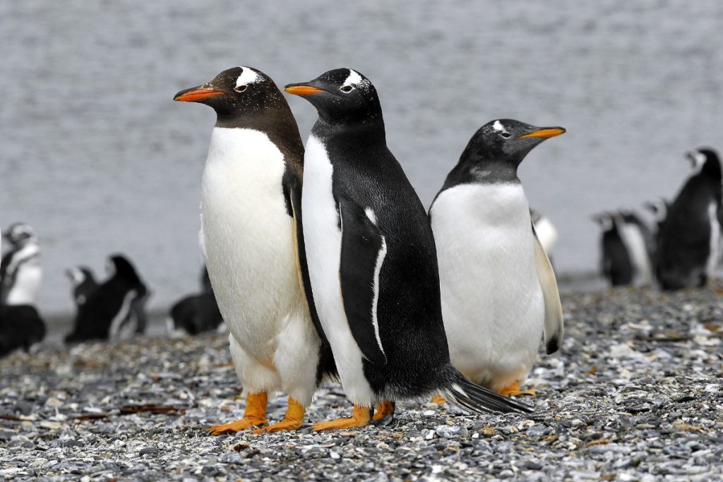 Temporada de Pingüinos en el fin del mundo 03