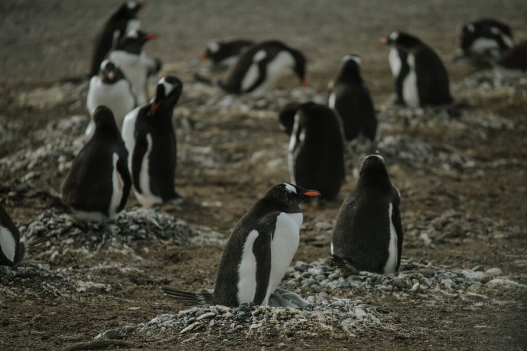 pingüins em Ushuaia