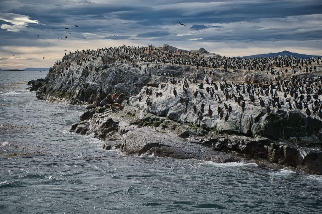 wolves in the beagle channel